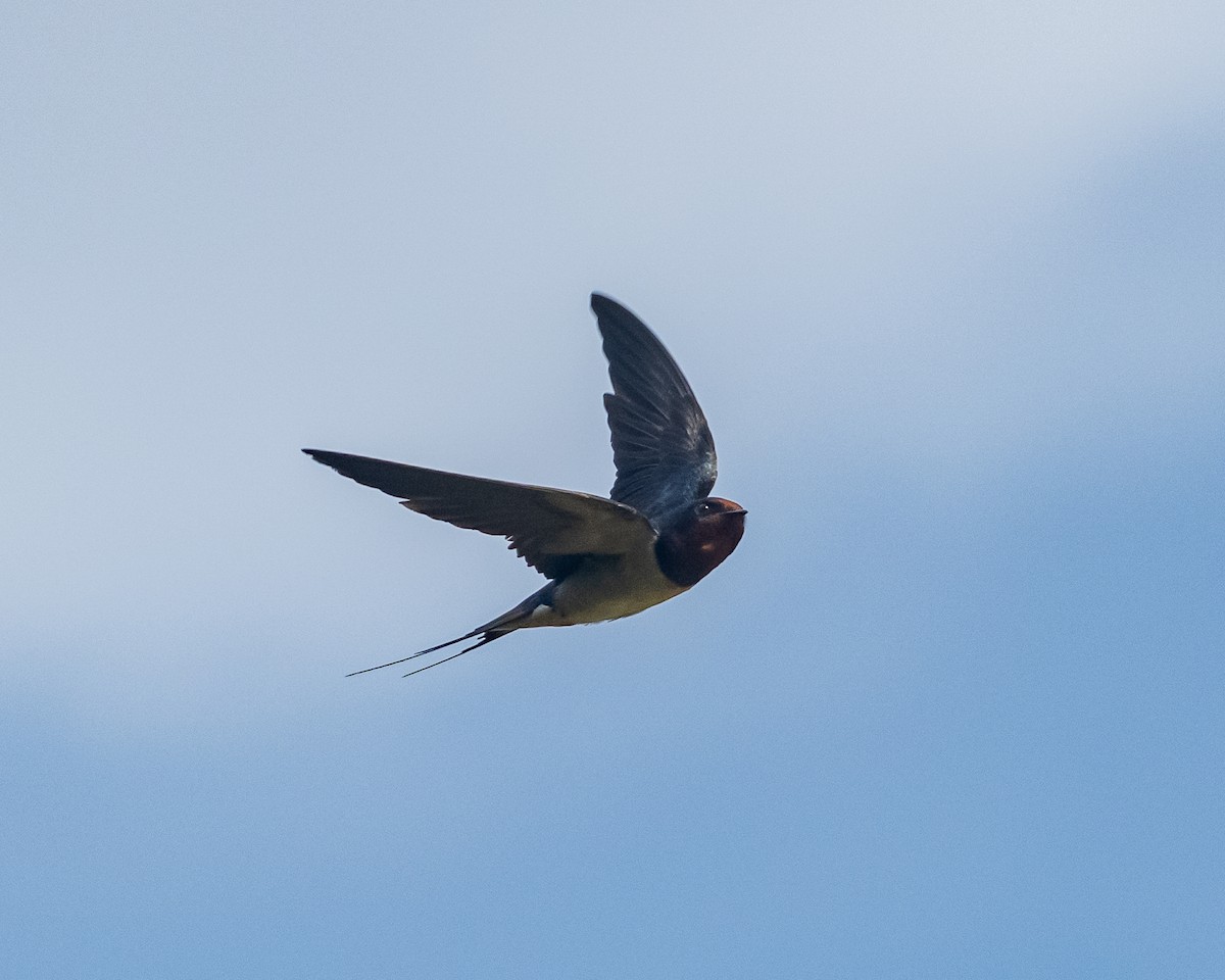 Barn Swallow - ML636815331