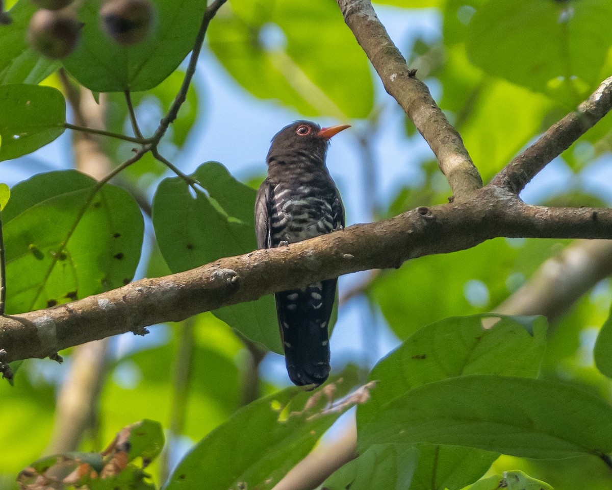 Violet Cuckoo - ML636815337
