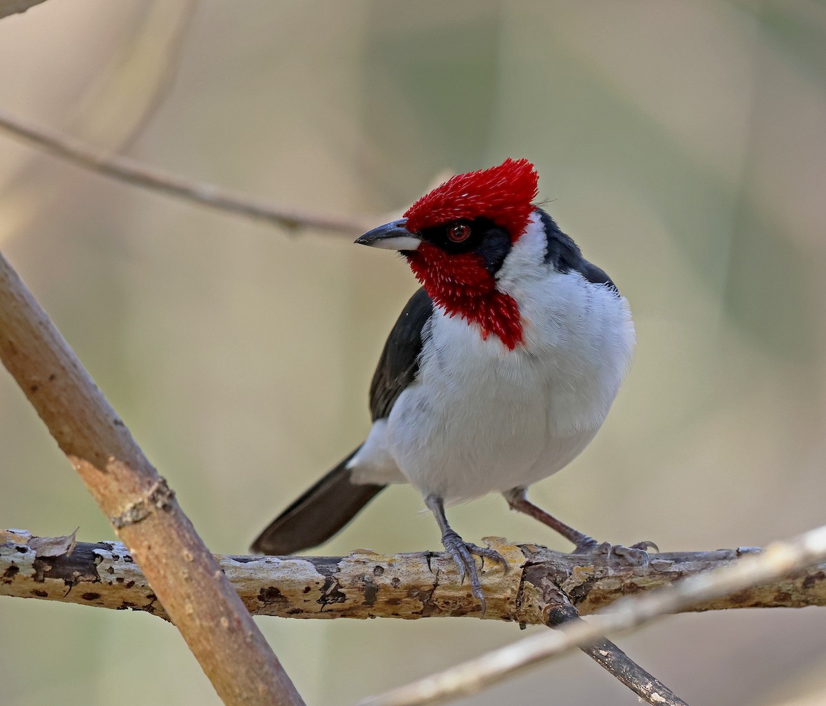 Masked Cardinal - ML636815349
