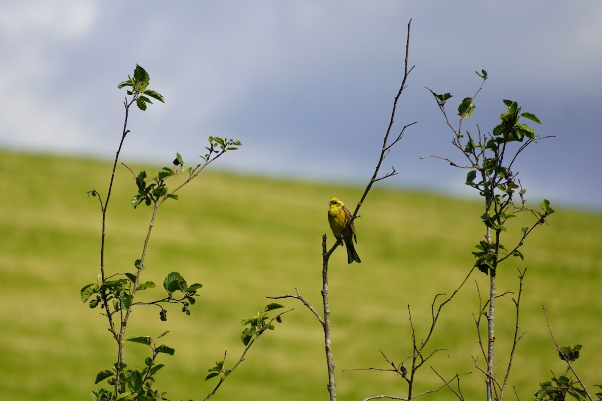 Bruant jaune - ML636815354