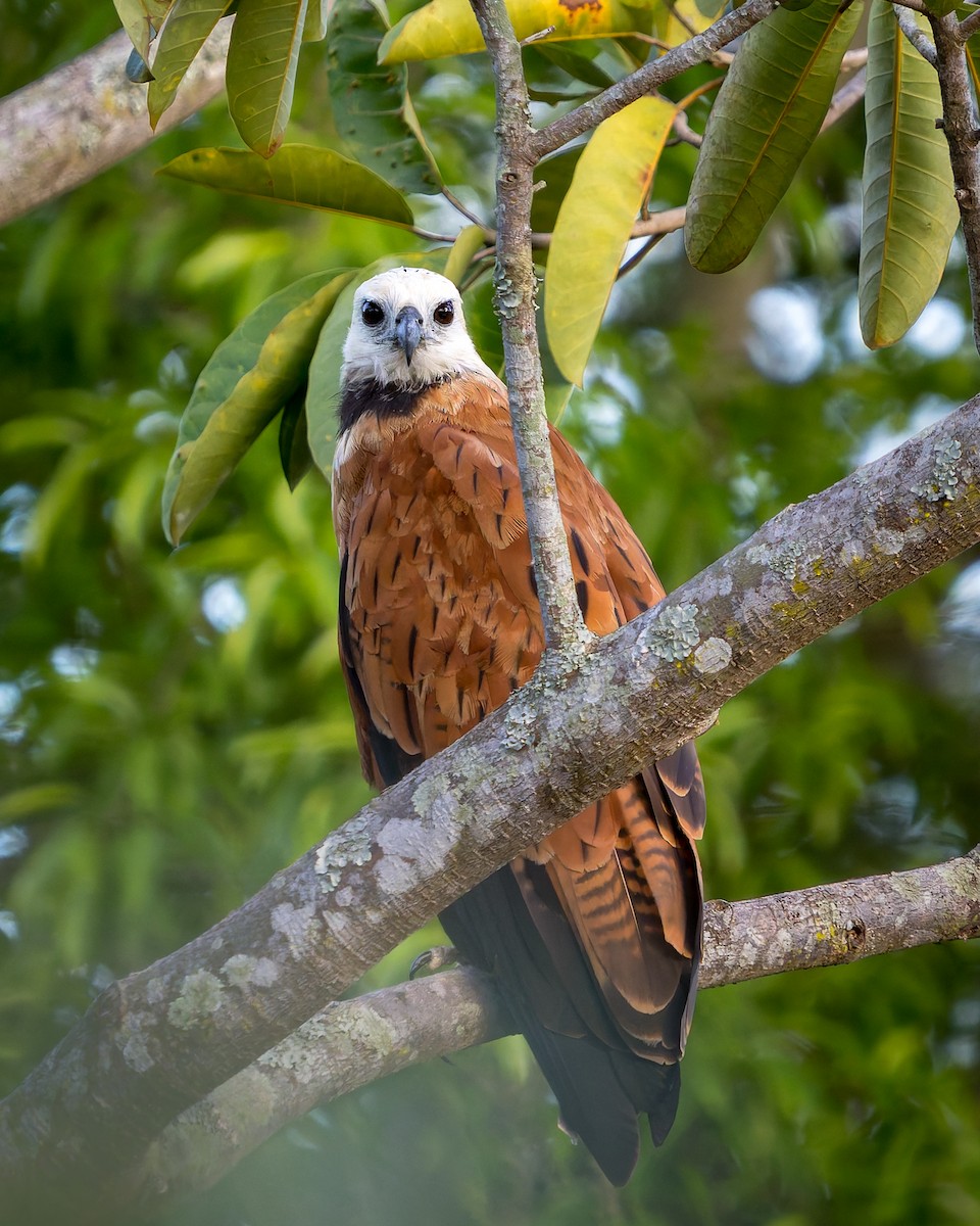 louče černohrdlé - ML636815443