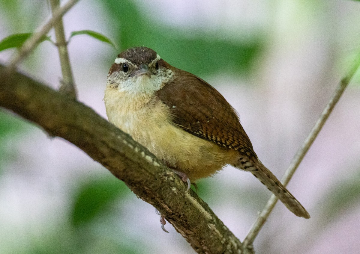 Carolina Wren - ML636815447