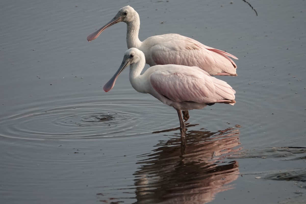 Roseate Spoonbill - ML636815461
