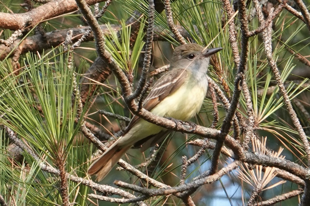 Great Crested Flycatcher - ML636815479