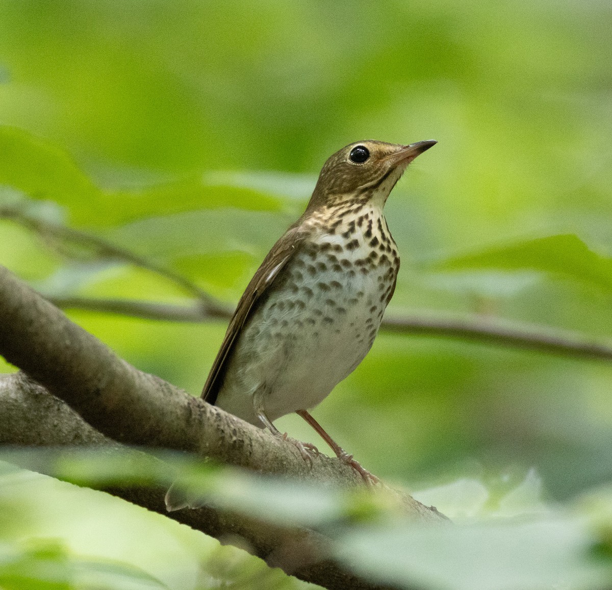 Swainson's Thrush - ML636815480
