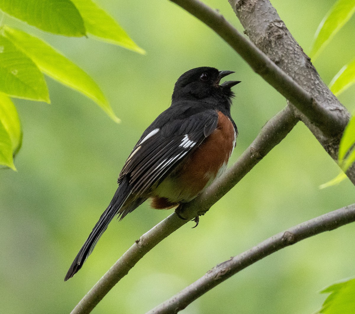 Eastern Towhee - ML636815488