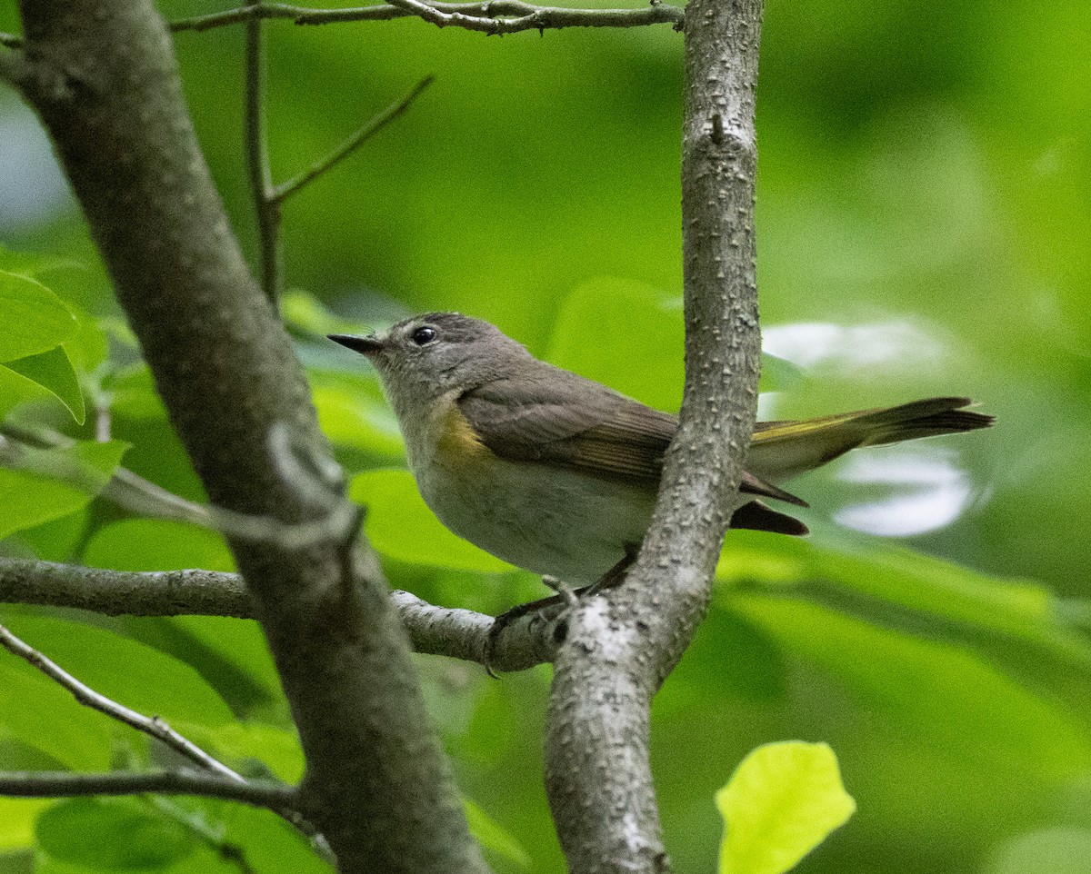 American Redstart - ML636815490