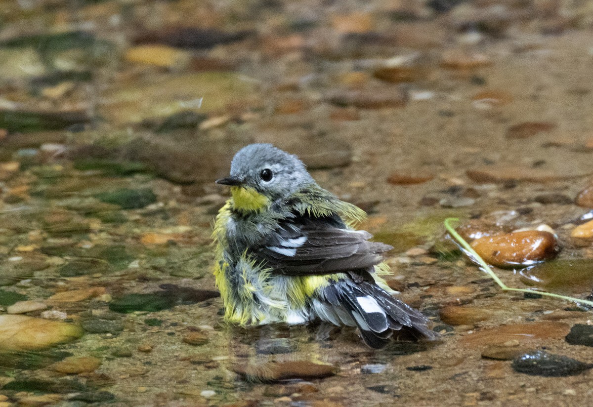 Magnolia Warbler - ML636815493