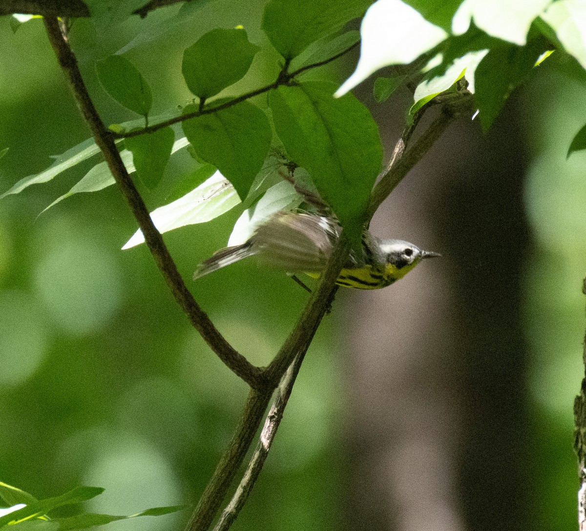 Magnolia Warbler - ML636815496