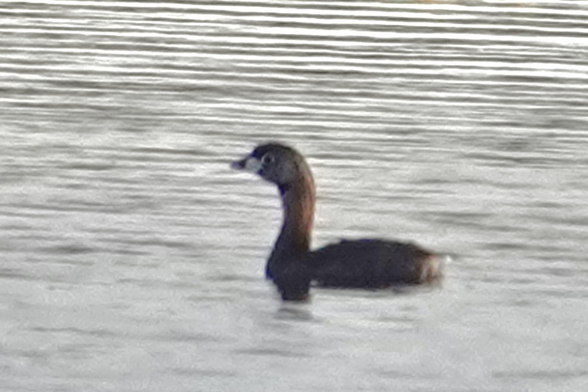 Pied-billed Grebe - ML636815504