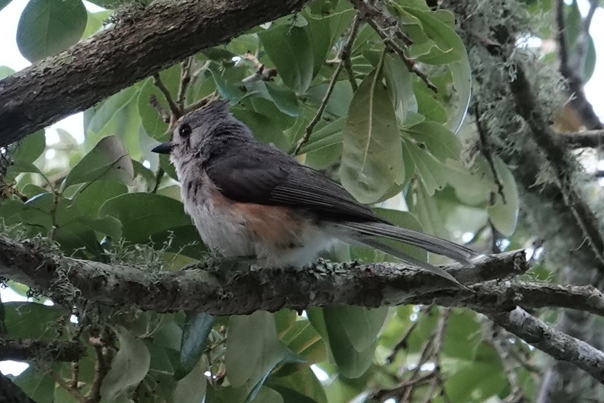Tufted Titmouse - ML636815515