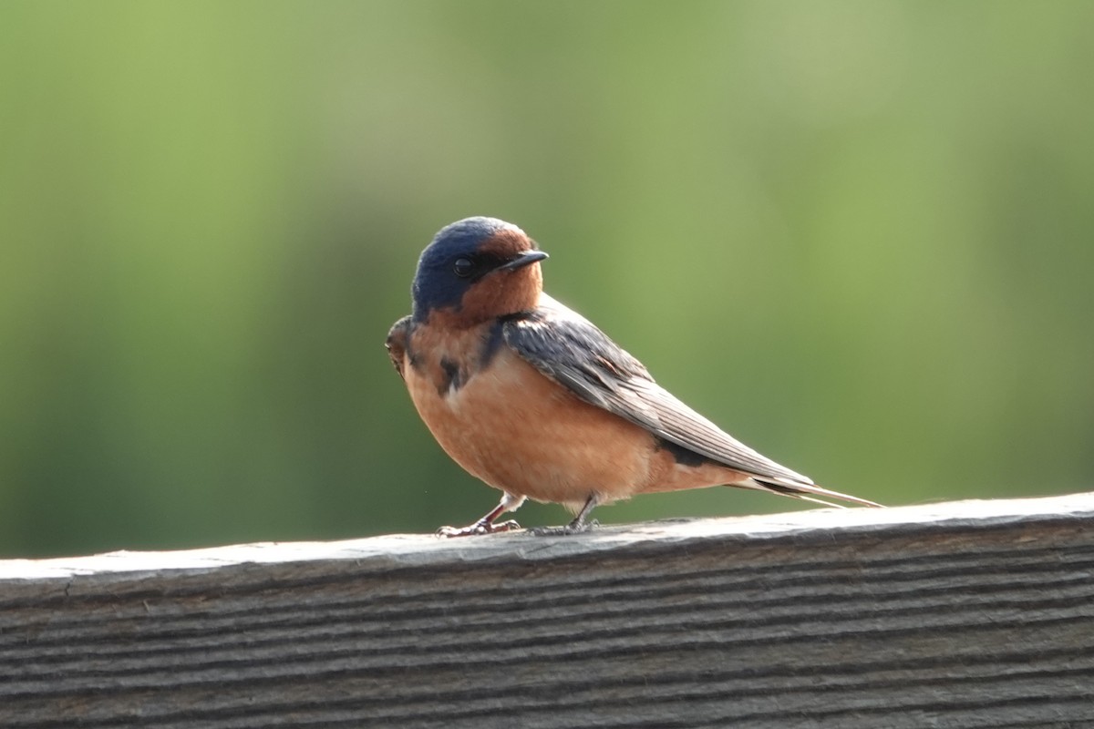 Barn Swallow - ML636815524