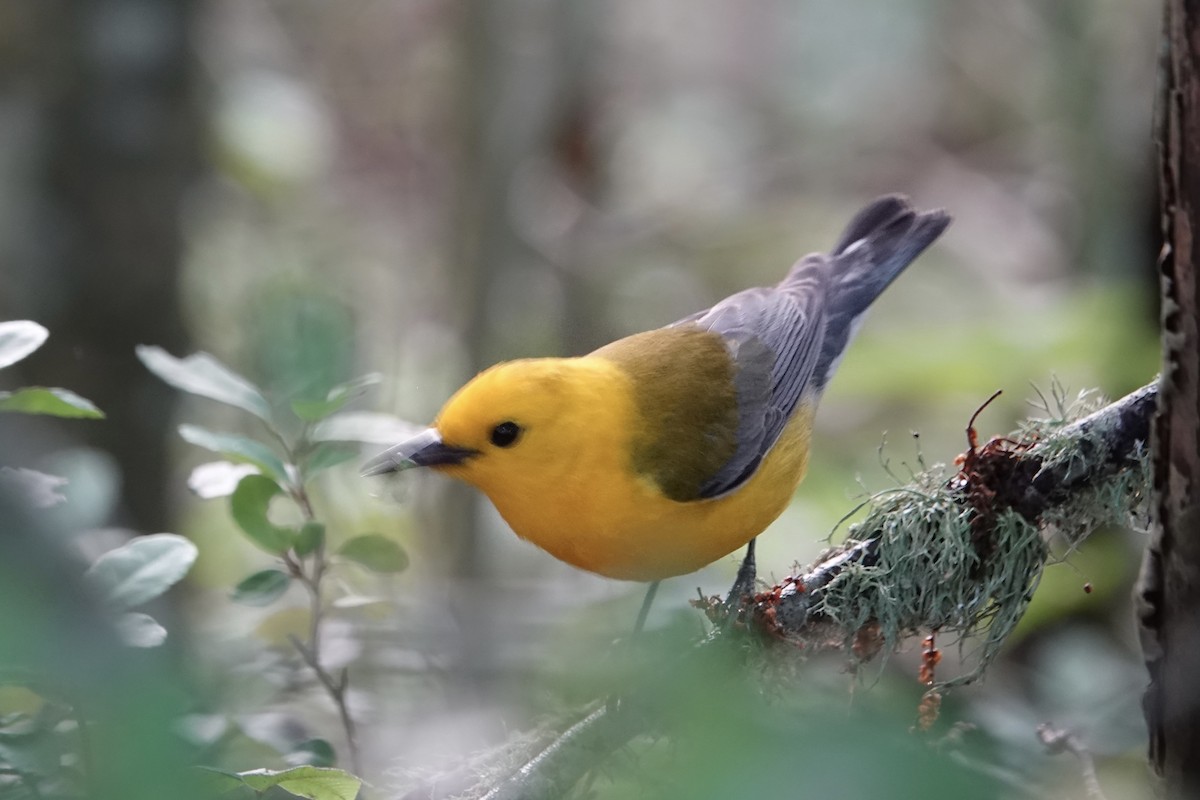 Prothonotary Warbler - ML636815528