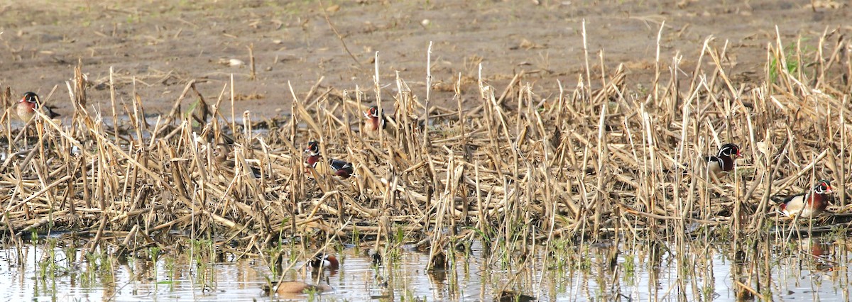 Wood Duck - ML636815543