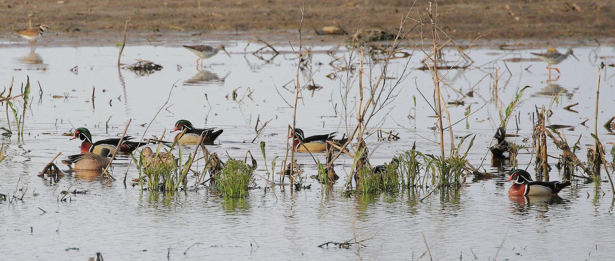 Wood Duck - ML636815544