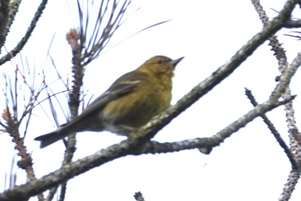 Pine Warbler - ML636815549