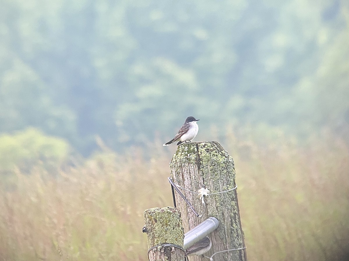 Eastern Kingbird - ML636815555