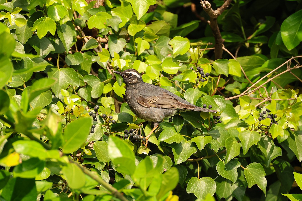 白眉地鶇 - ML636815566