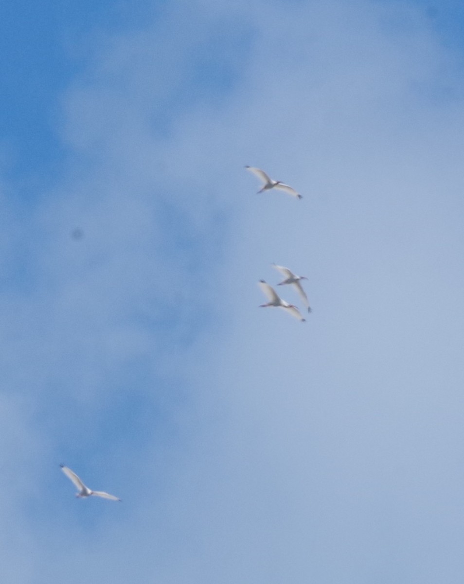 Ibis Blanco - ML636815634