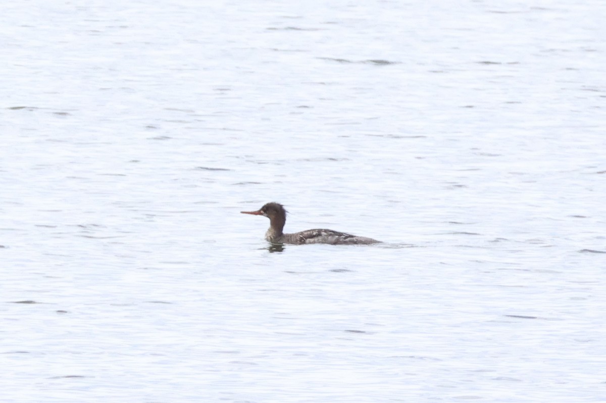 Сэвгэр бохио - ML636815643