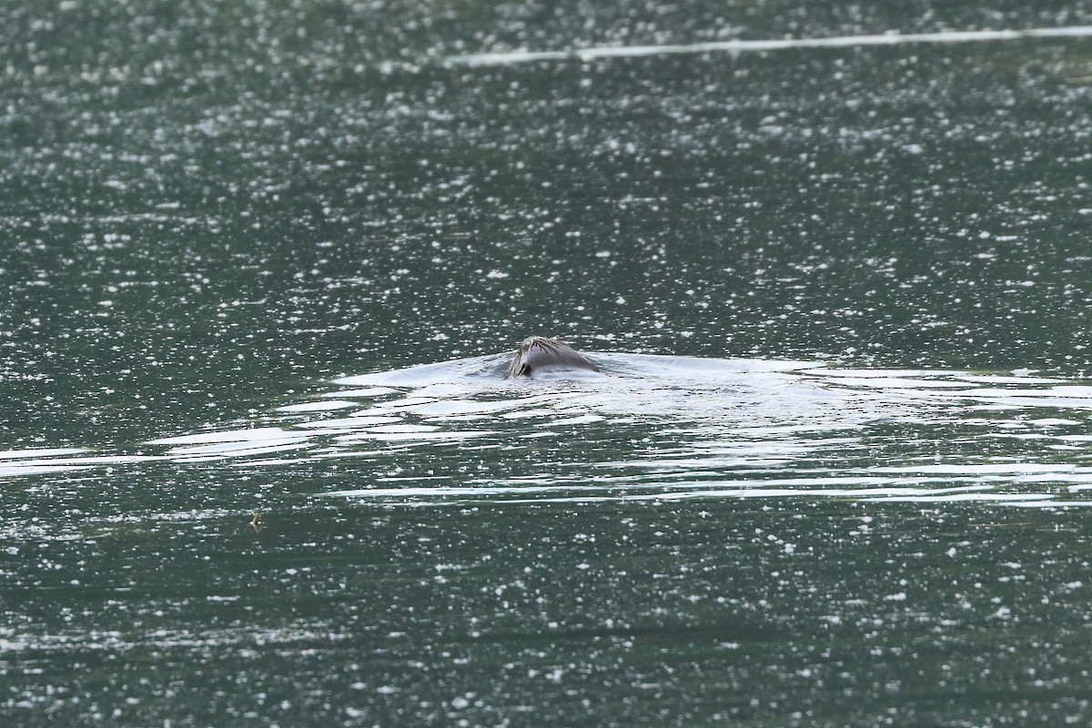 Eurasian Beaver - ML636815683