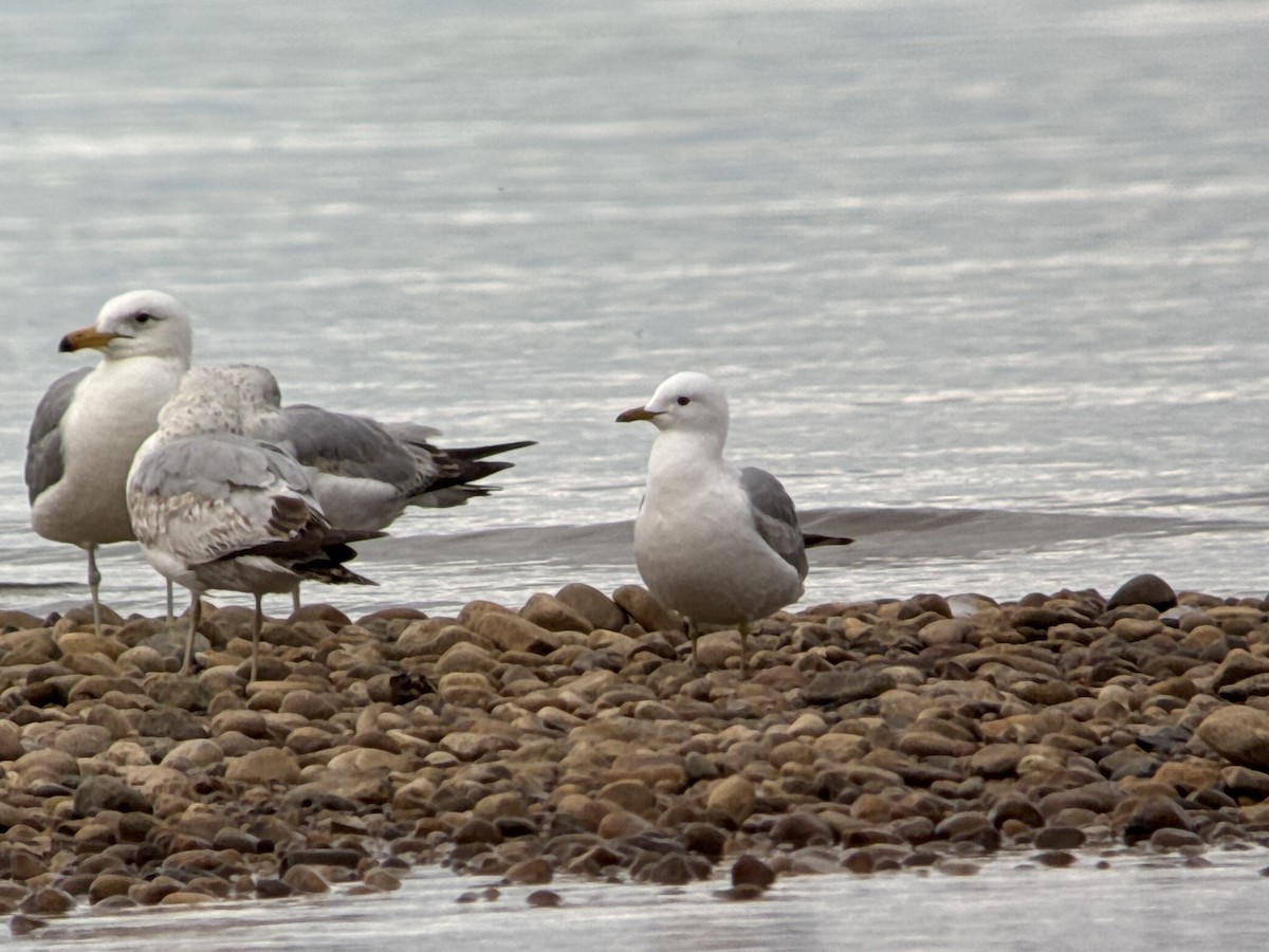 Short-billed Gull - ML636815693