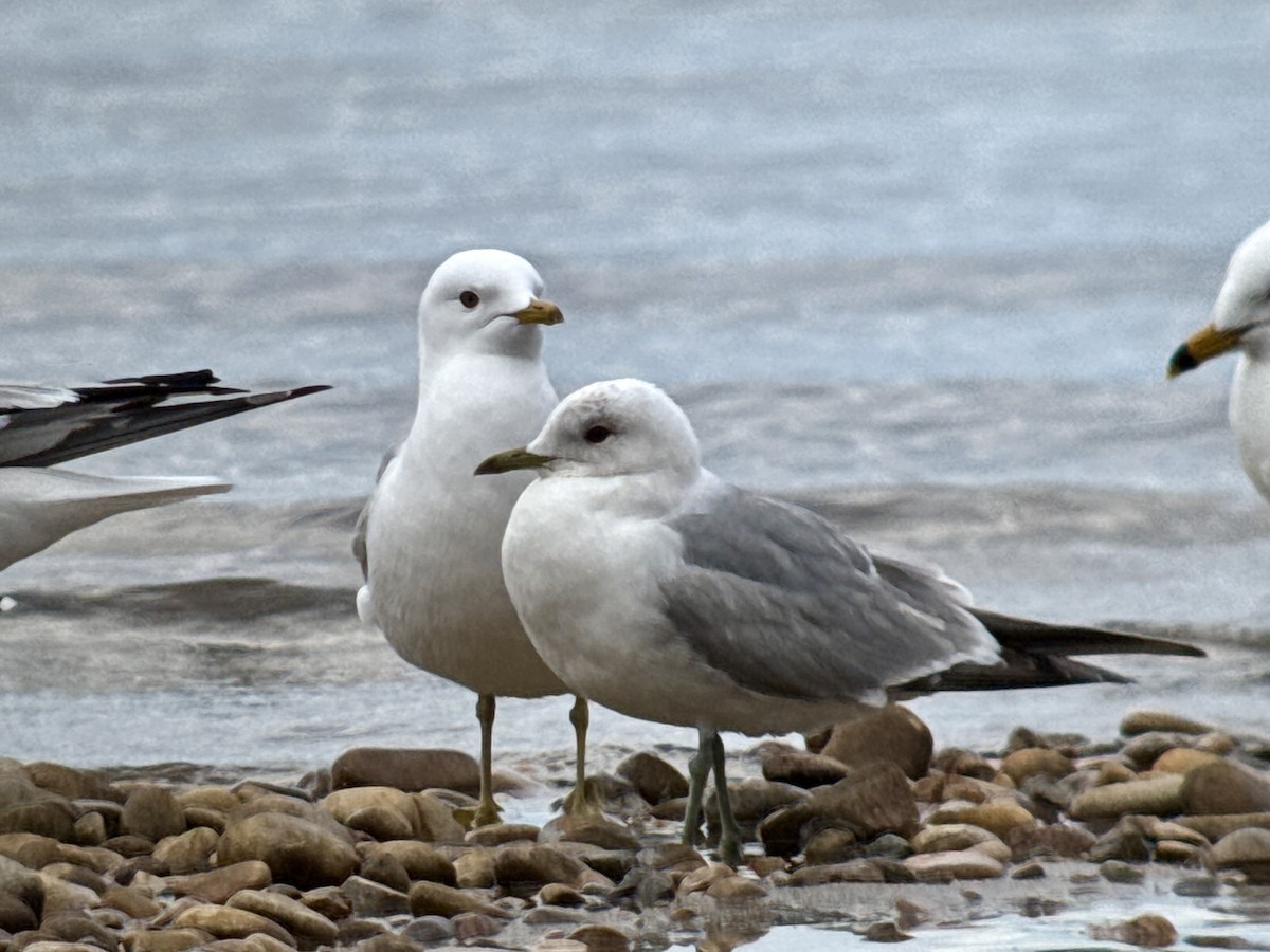 Short-billed Gull - ML636815694