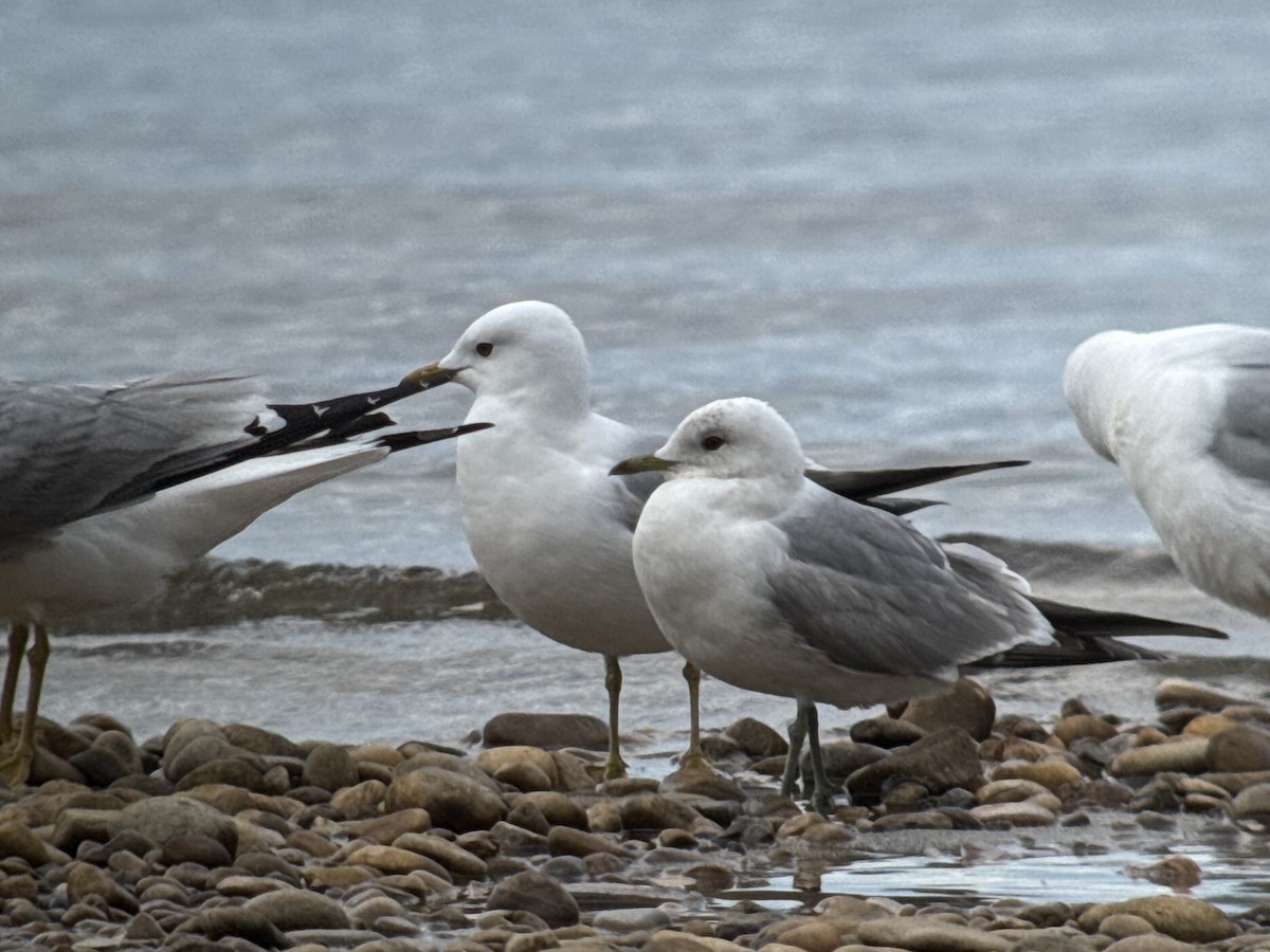 Short-billed Gull - ML636815695