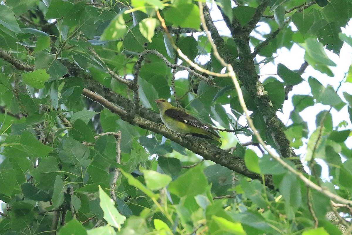 Eurasian Golden Oriole - ML636815703