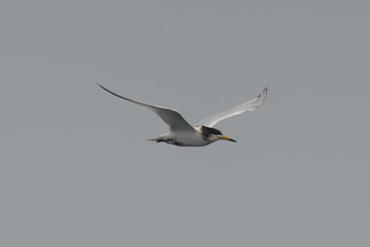黑嘴端鳳頭燕鷗 - ML636815721