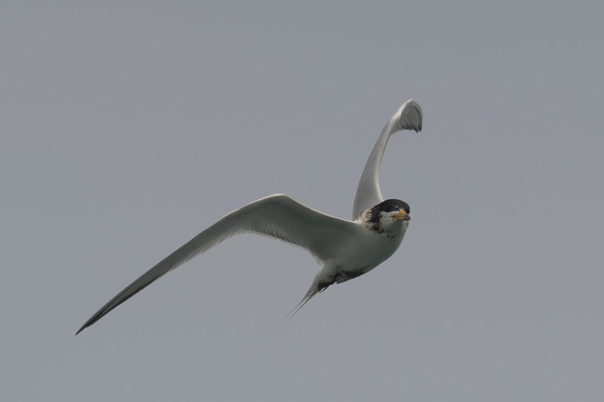 黑嘴端鳳頭燕鷗 - ML636815722