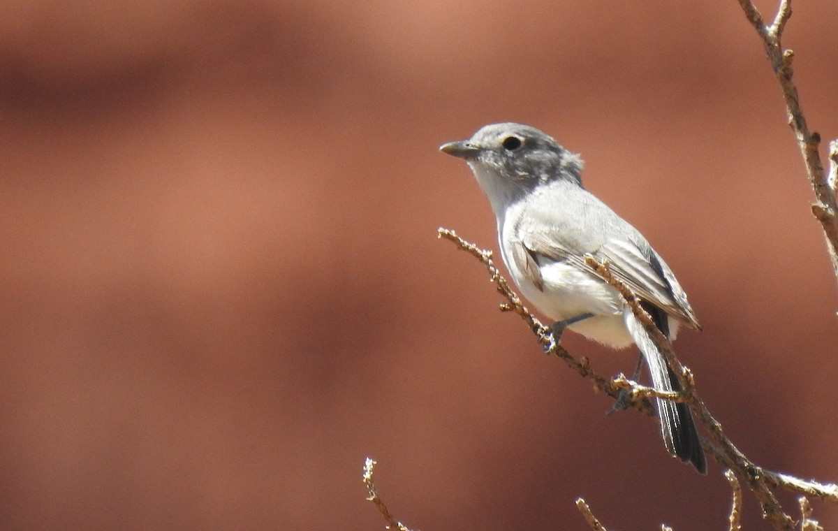 Gray Vireo - ML636815758