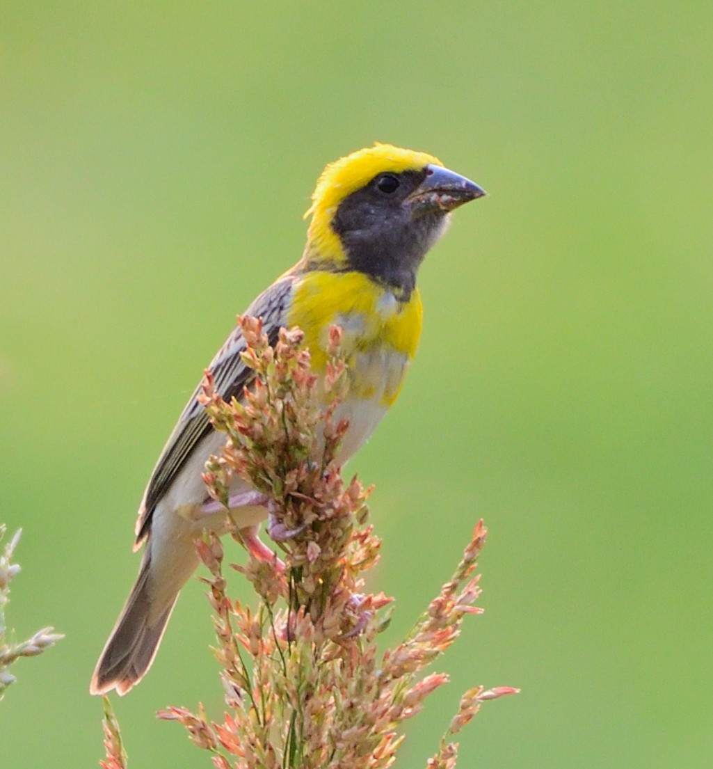 Baya Weaver - ML636815788