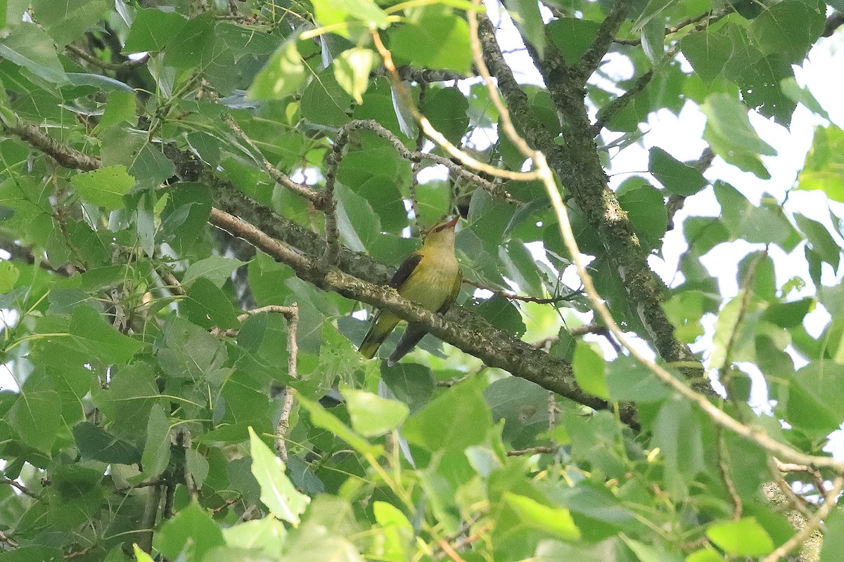 Eurasian Golden Oriole - ML636815790