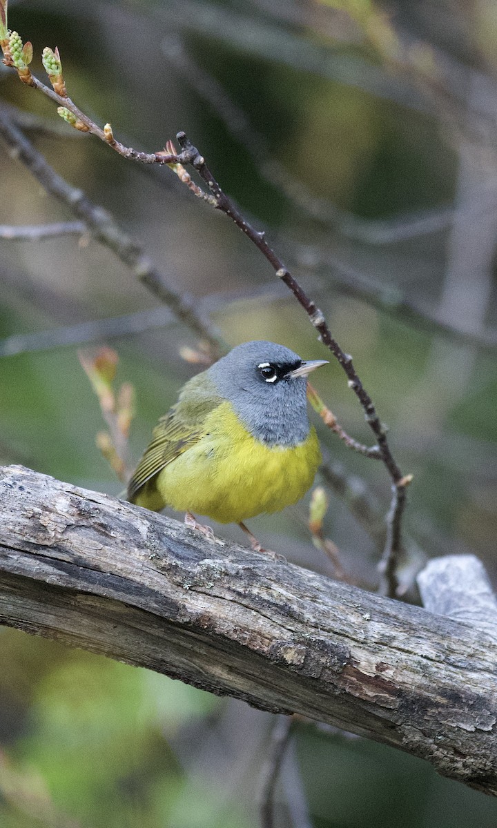 MacGillivray's Warbler - ML636815804