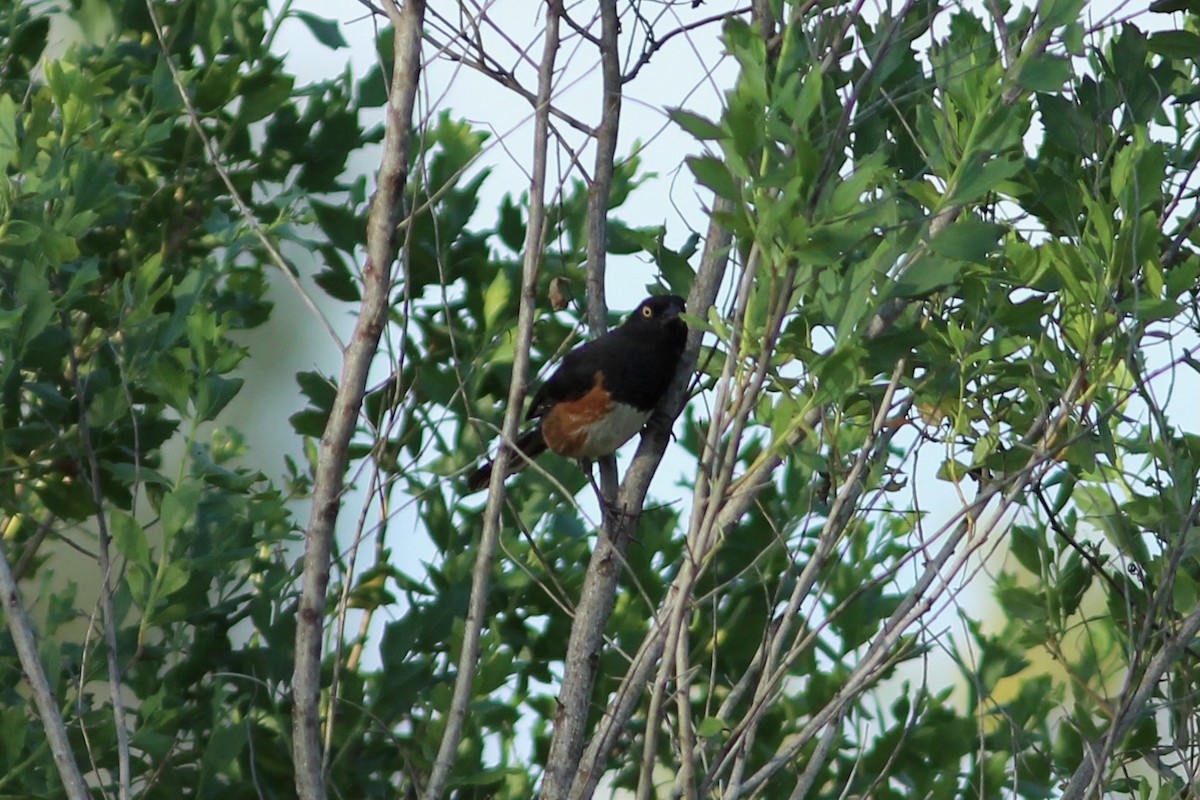 Eastern Towhee (White-eyed) - ML636815805