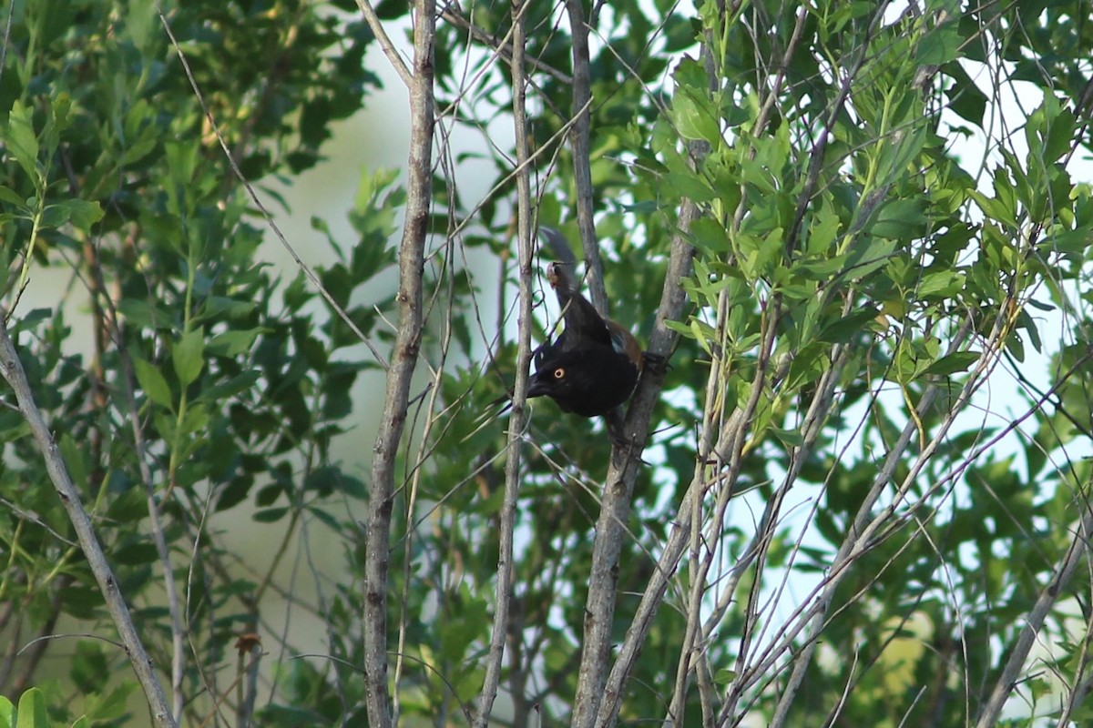 Eastern Towhee (White-eyed) - ML636815812