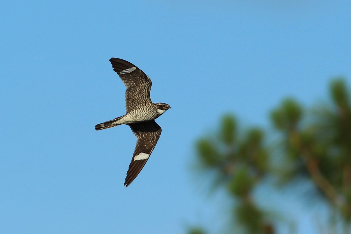 Common Nighthawk - ML636815814