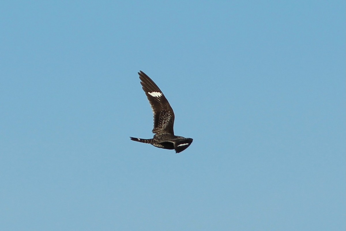 Common Nighthawk - ML636815815