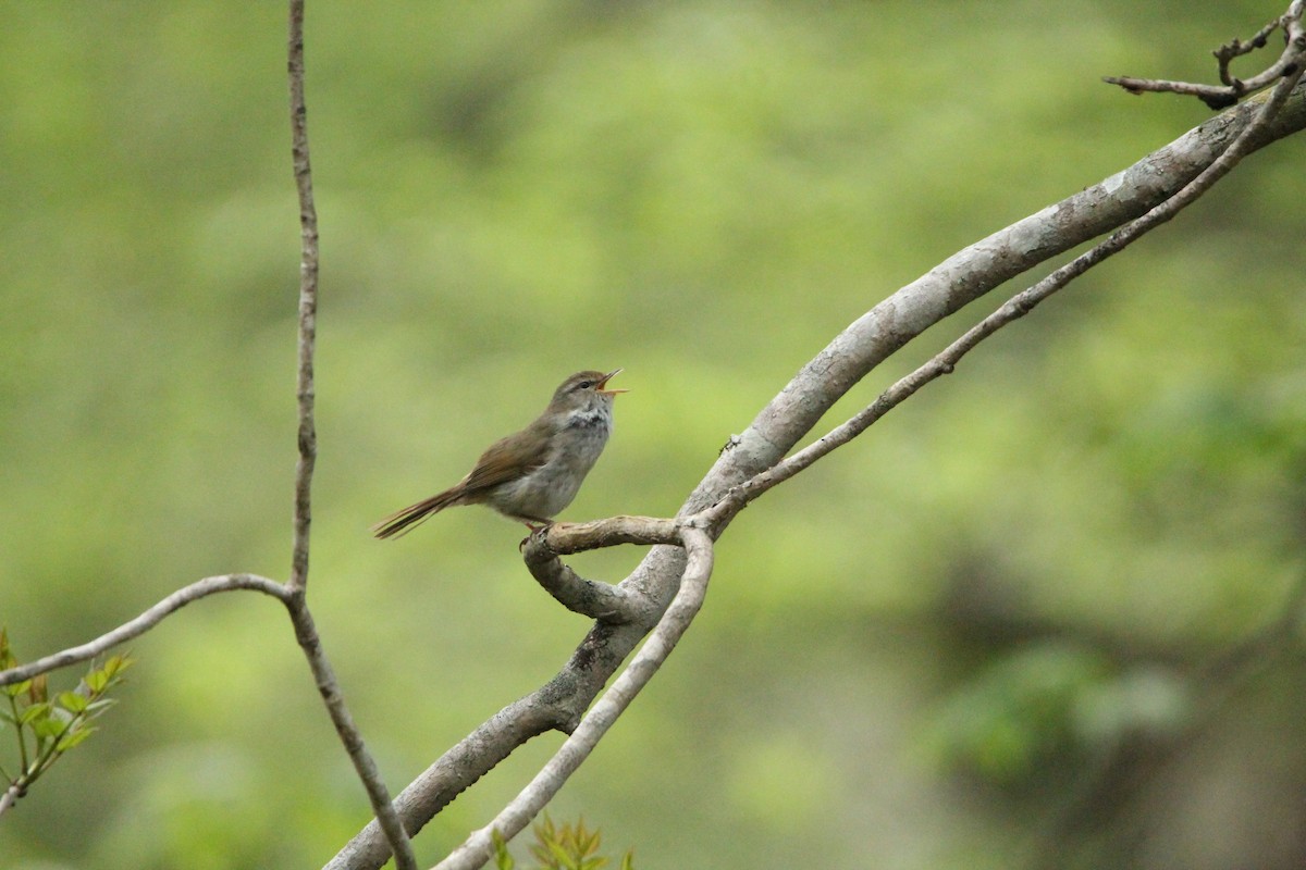Japanese Bush Warbler - ML636815821