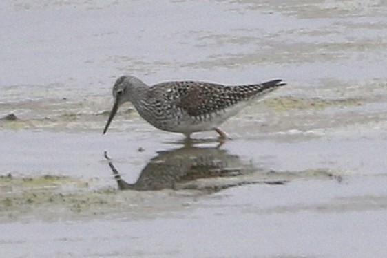 Lesser Yellowlegs - ML636815853