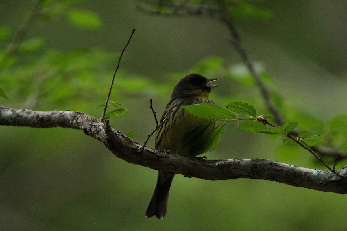 Black-faced/Masked Bunting - ML636815862