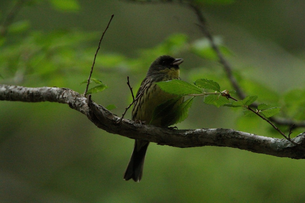 Black-faced/Masked Bunting - ML636815863