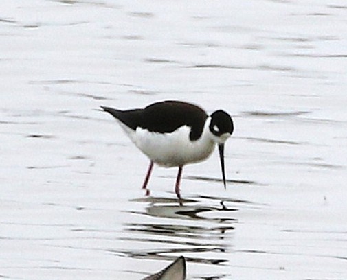 Black-necked Stilt - ML636815873