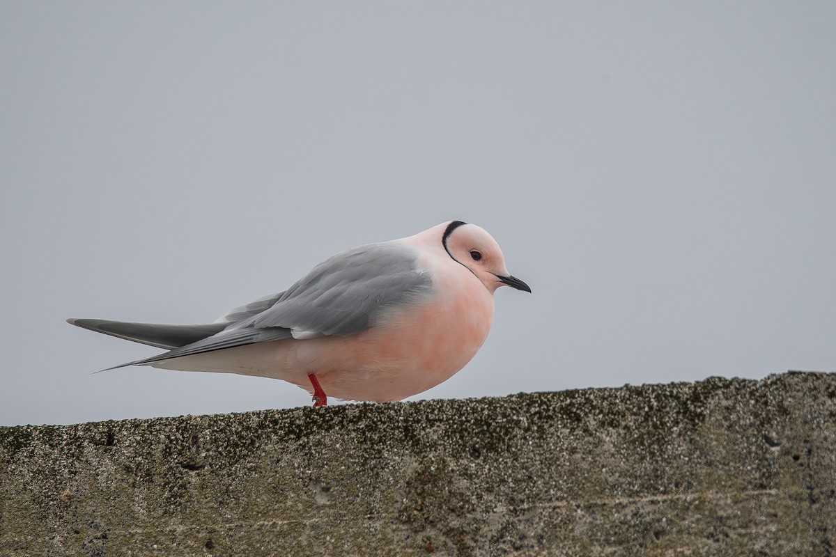 Ross's Gull - ML636815918