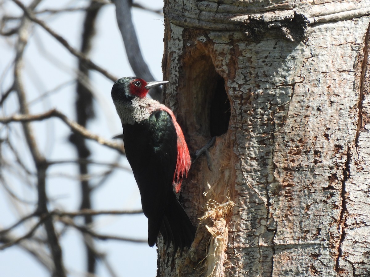 Lewis's Woodpecker - ML636815946