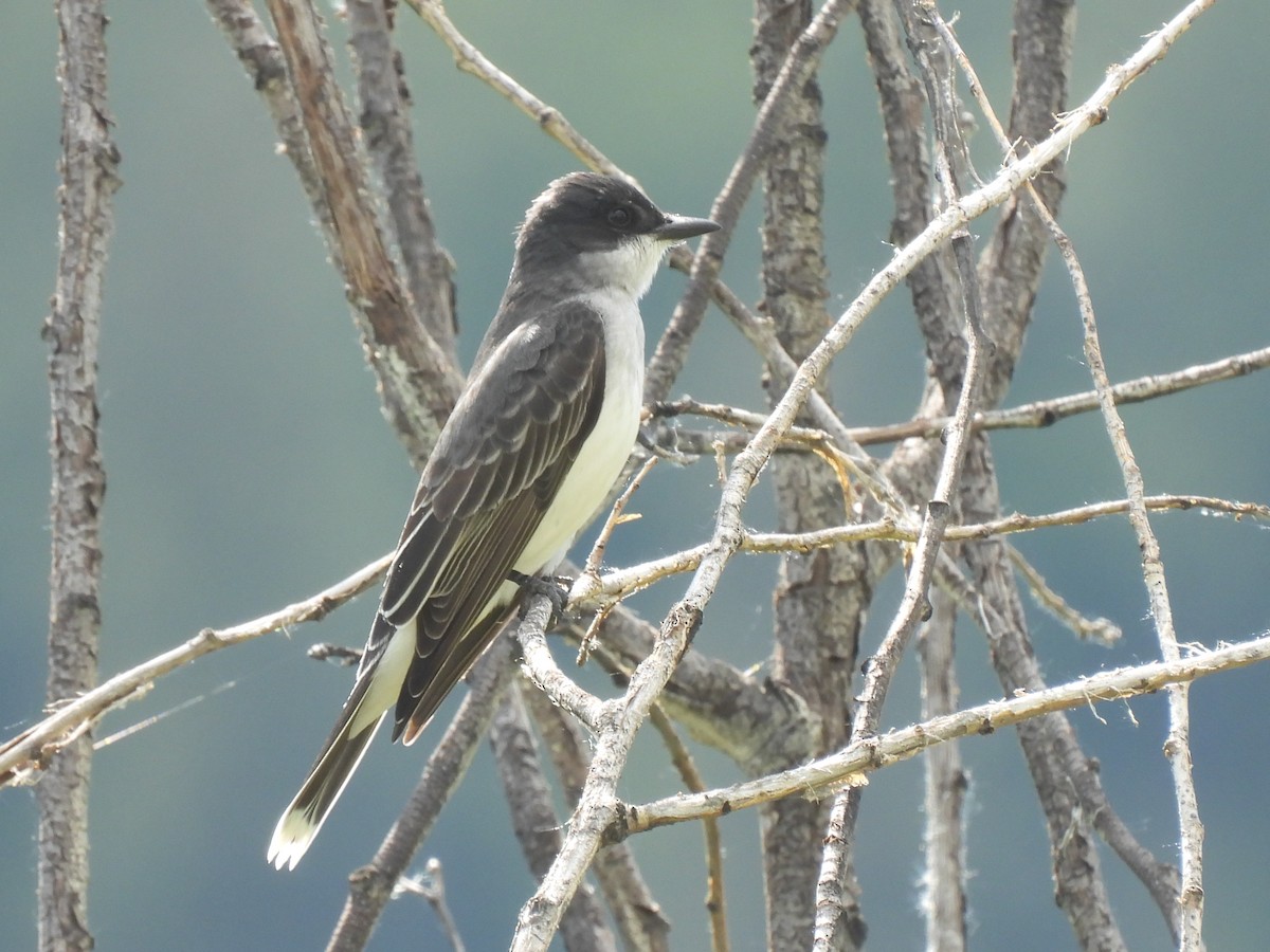 Eastern Kingbird - ML636815960