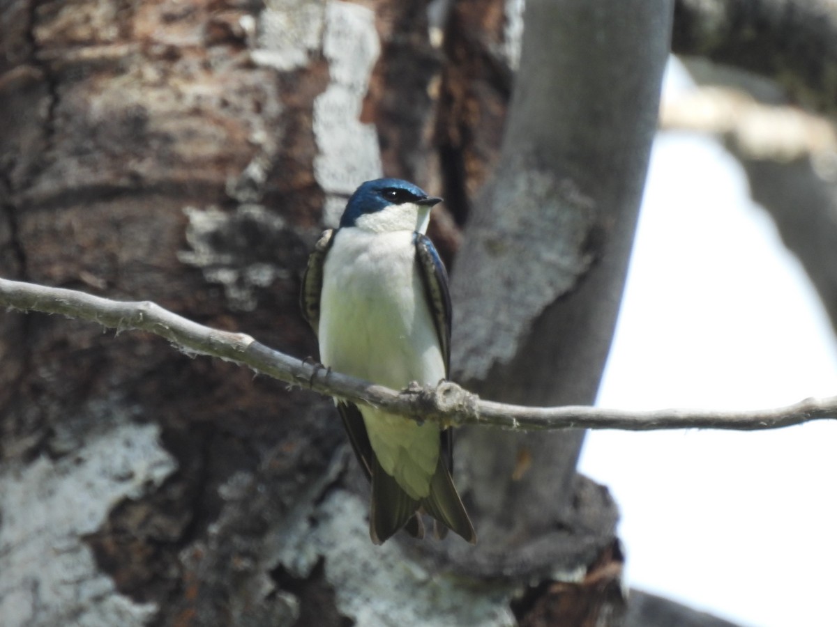 Tree Swallow - ML636815967