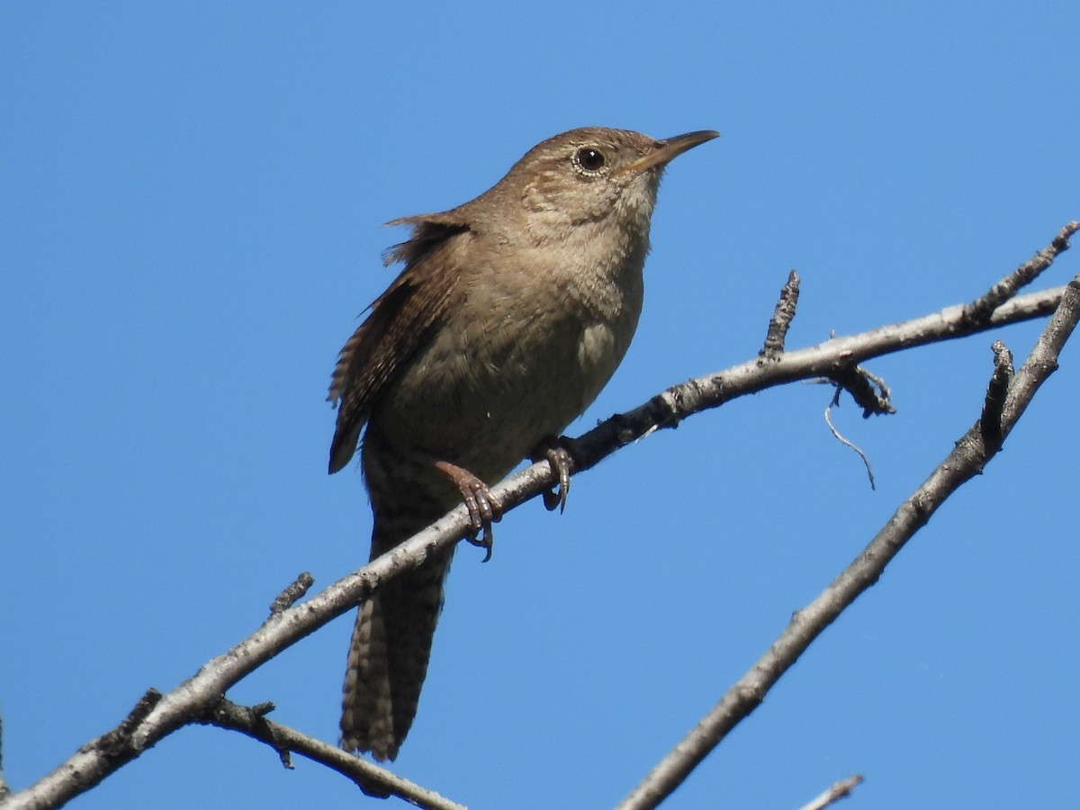 Northern House Wren - ML636815977