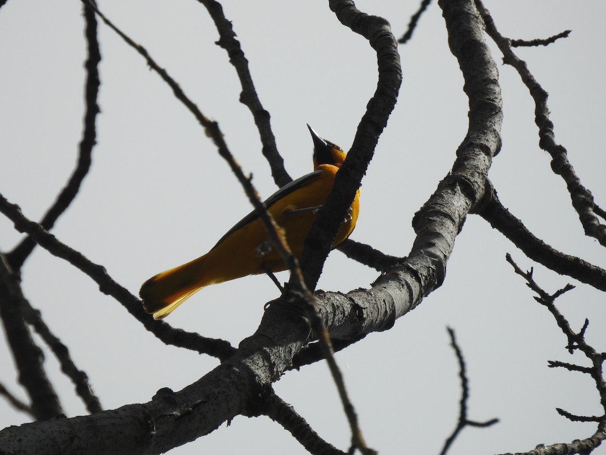 Bullock's Oriole - ML636815983